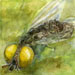 fly2