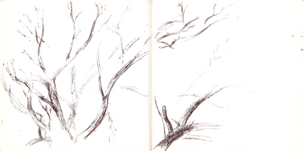 A sketch of branches